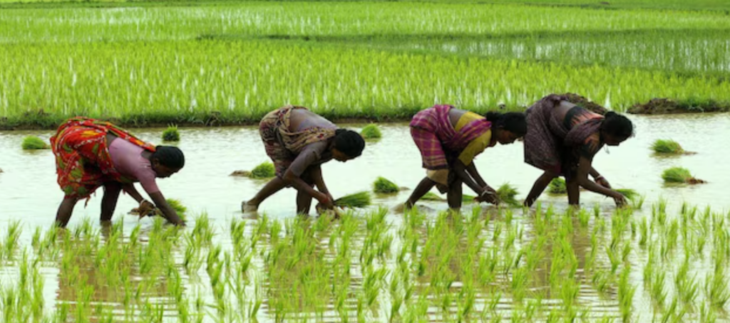 Women working in paddy field by benefiting from Mahila Kisan Yojana schme of Maharashtra Sarkar